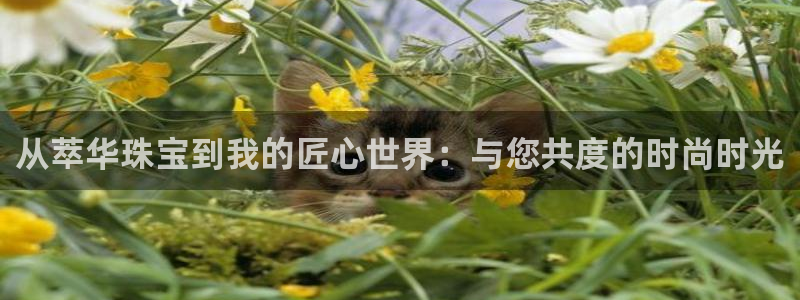 新航娱乐入新航娱乐怎么样