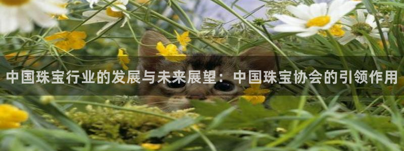 新航海娱乐会所怎么样：中国珠宝行业的发展与未来展望：中国珠宝
