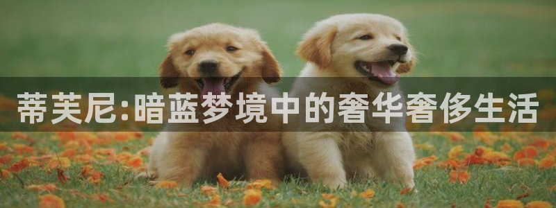 新航娱乐传媒招聘信息